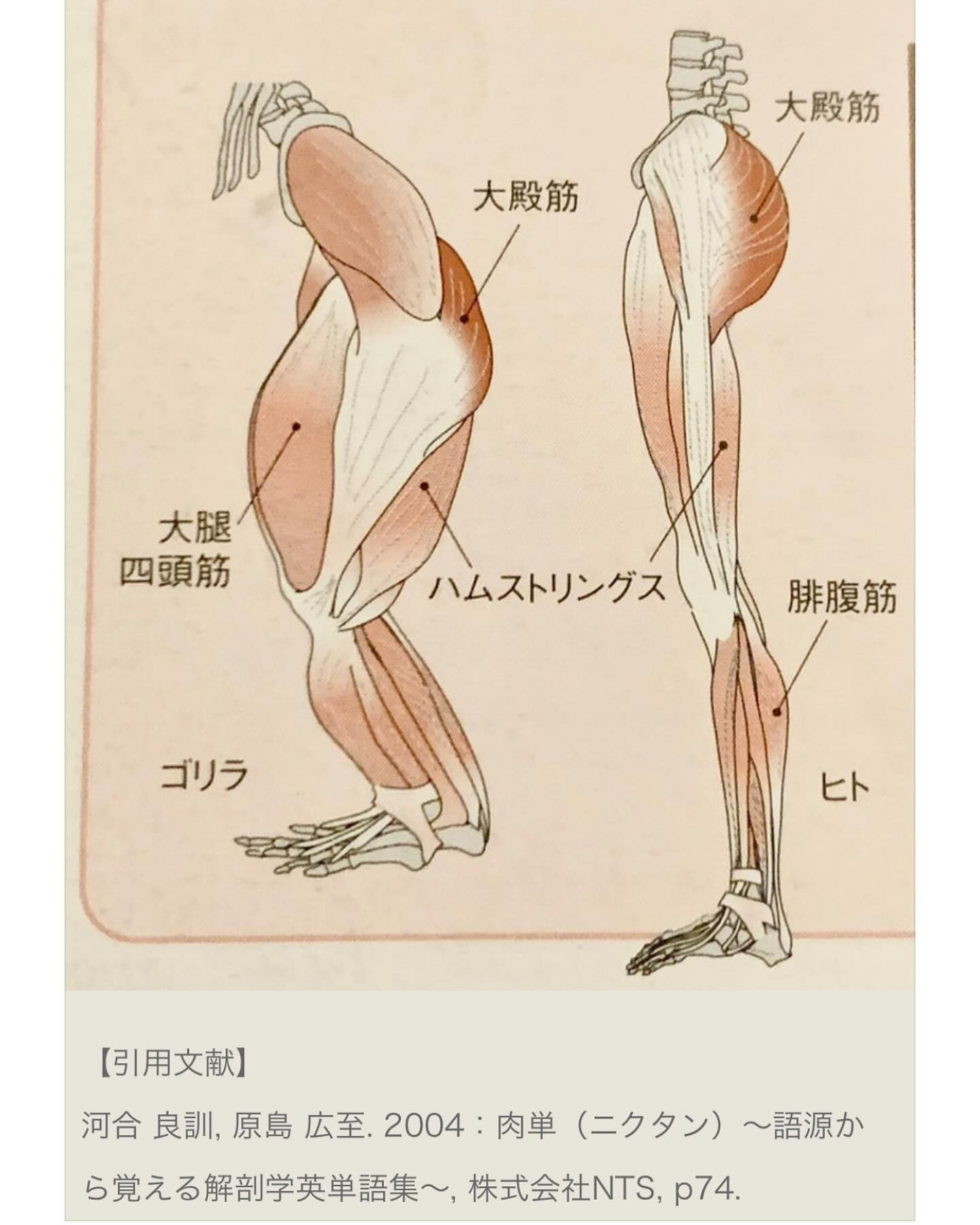 大臀筋、しっかり使えていますか?✨