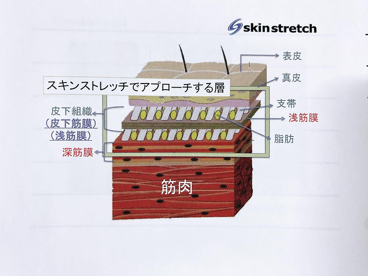 スキンストレッチをご存じですか？